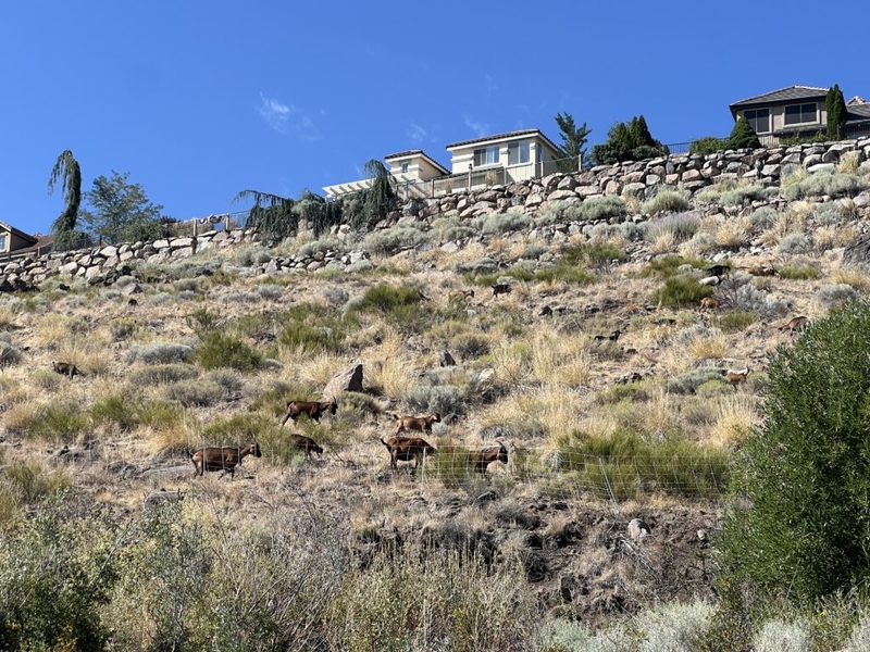 Goats assigned to Reno wildfire prevention work