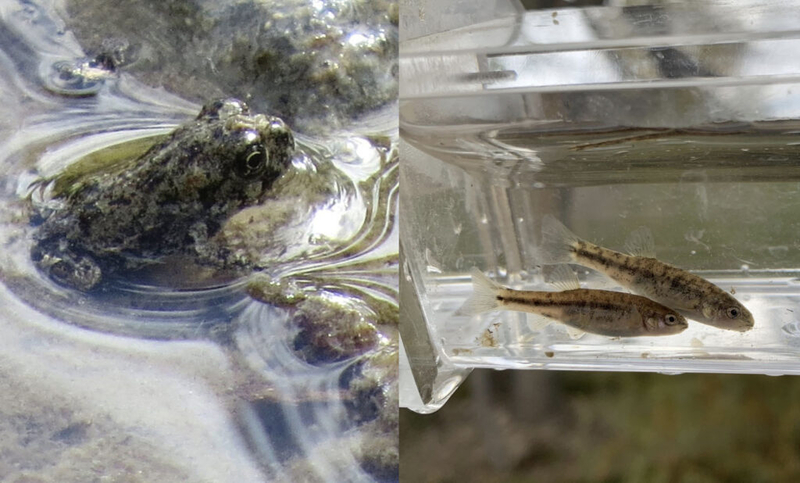 Conservation group sues feds for failing to protect rare Nevada toad and fish