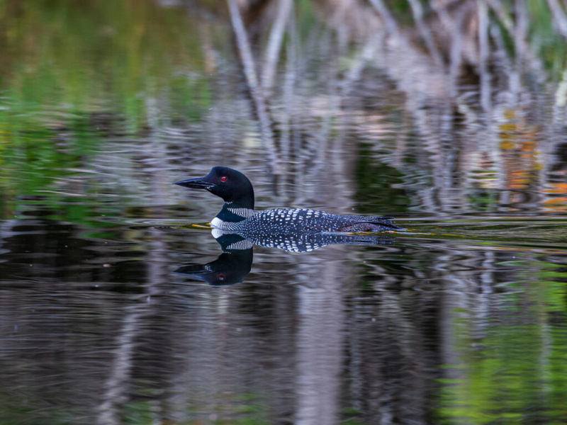The more researchers look, the more contaminants they find in New Hampshire’s loons