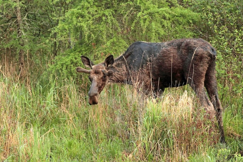 NH moose are under a tick attack. Could changing the way forests are logged help save them? 