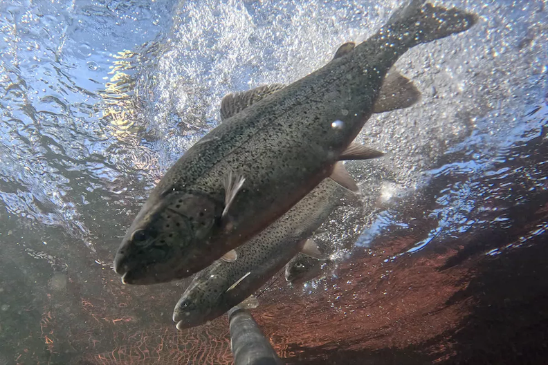 In effort to expand American fish farming, UNH marine biologist joins congressional push