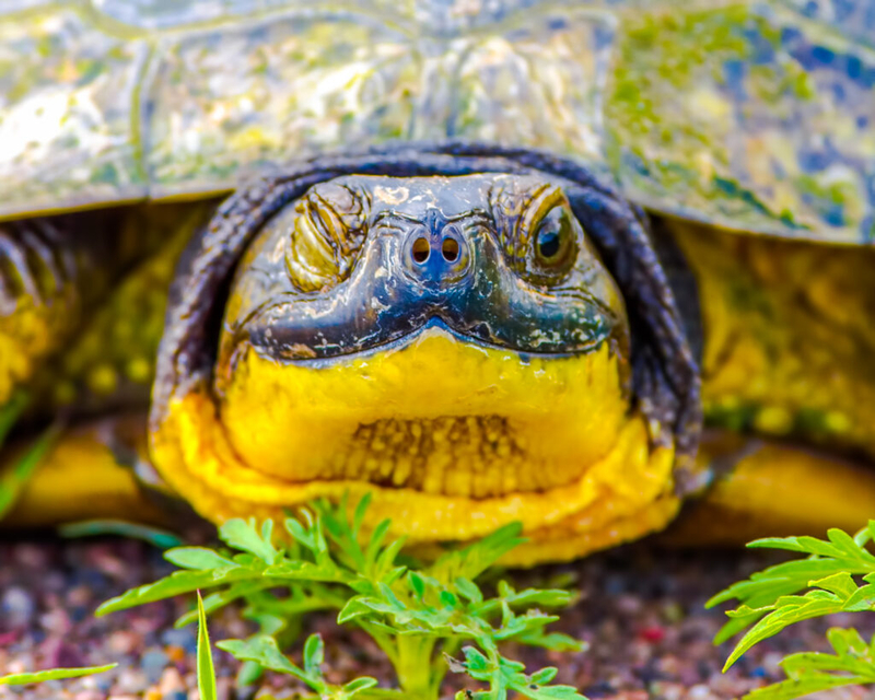 Heritage preservation grants conserve wildlife habitat, recreation lands across  New Hampshire