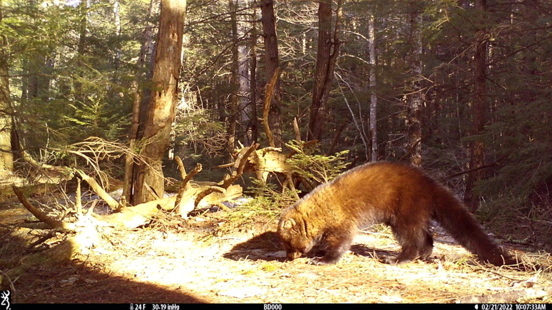 Rat poison is widespread in New Hampshire’s carnivores. Some want it banned.
