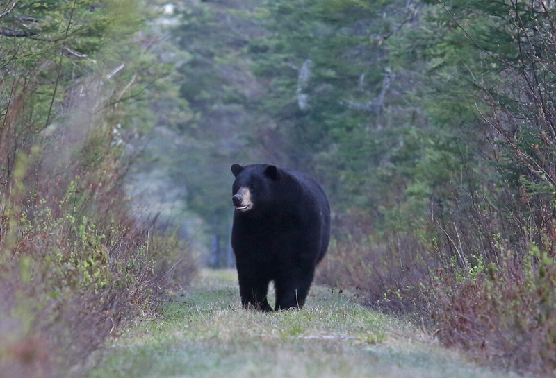 New bear safety rule highlights how increased visitation influences wildlife in the White Mountains
