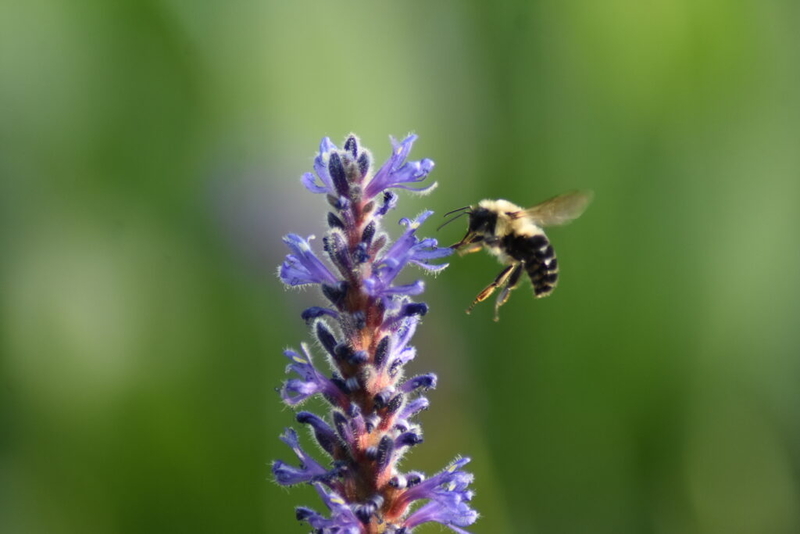 Insect-minded bills draw research, farmer expertise to Senate hearings