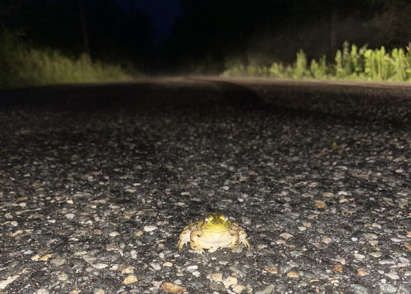 Tunnel crossings eyed as a fix for deadly reptile, amphibian roadkill hotspots
