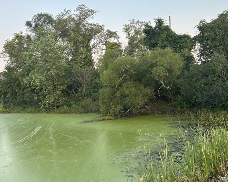 Cyanobacteria, and their toxins, are incredibly diverse. How can risk be measured? 
