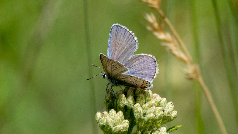 As federal protections shrink, fate of NH wildlife increasingly in state lawmakers’ hands 