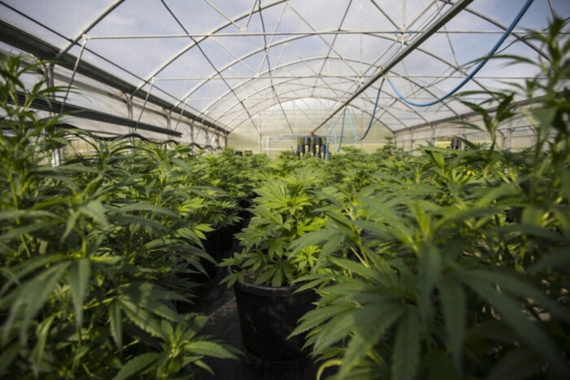 Ayotte vetoes bill to expand cultivation of medicinal marijuana