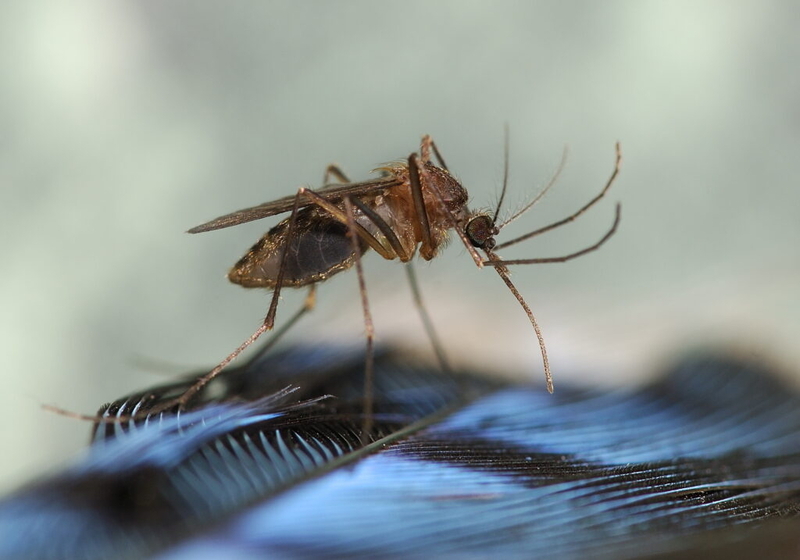 Mosquitos seem less active this year, but state still urges caution to avoid illness