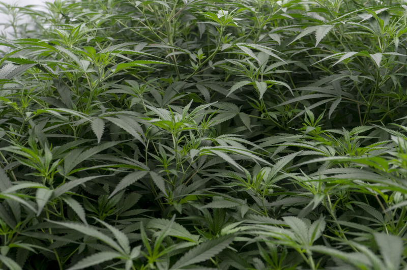 NJ alleges doctor OK’d medical cannabis to minors in violation of law
