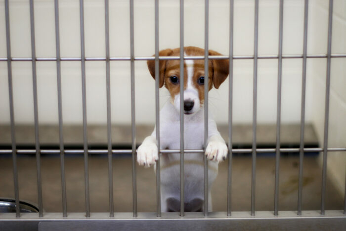 New Jersey pet shops would be banned from selling dogs and cats under new bill