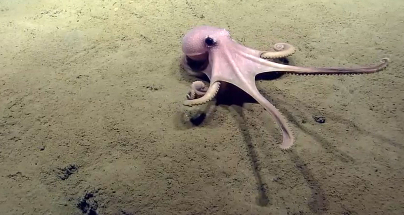 Lawmakers mull measure to ban octopus farming in New Jersey