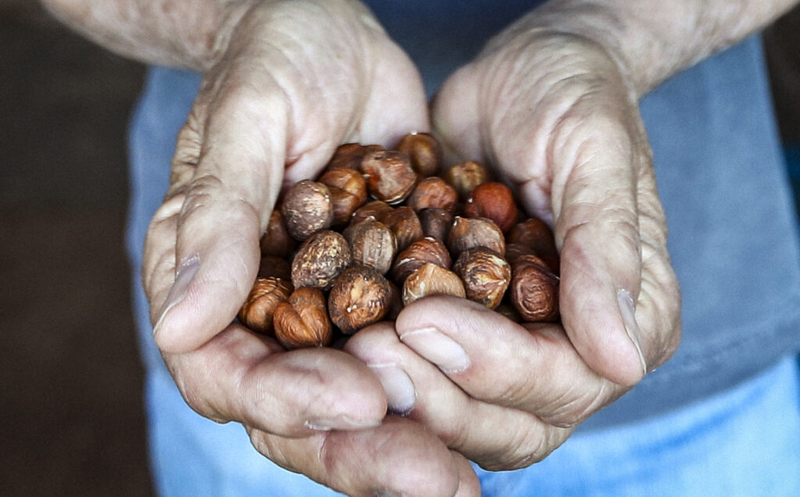Farmers hope to make New Jersey the hazelnut capital of America