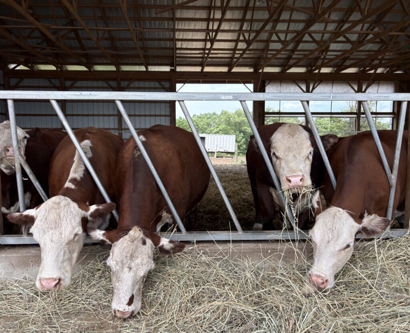 Warren County eyes slaughterhouse as solution for NJ’s road-weary livestock farmers