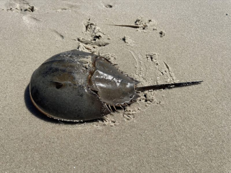 Advocates ask NJ to enforce state moratorium on horseshoe crab harvesting