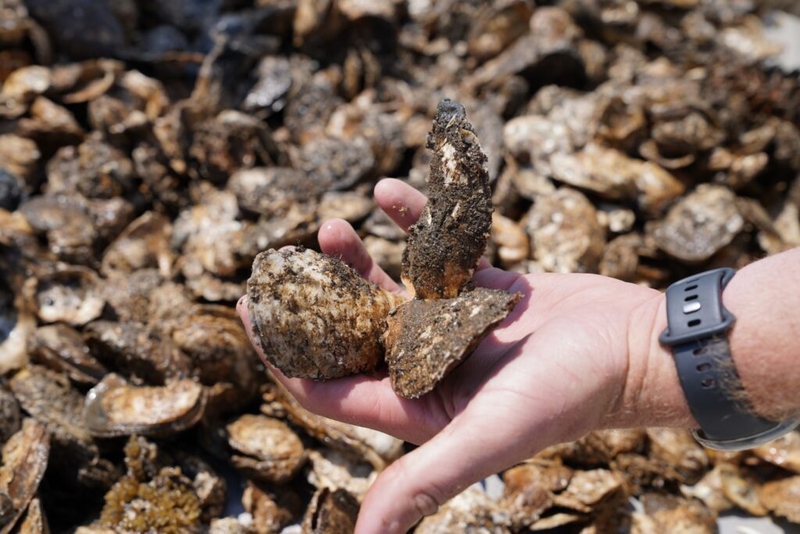 Shellfish farmers warn overregulation could drive NJ aquaculture to ‘extinction’