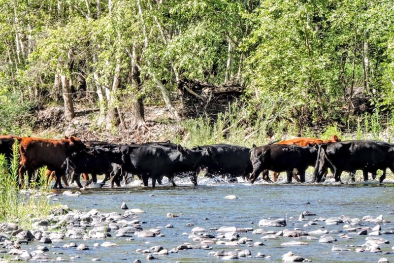 Federal appeals court dismisses NM Cattle Growers’ lawsuit over sniping feral cattle in the Gila