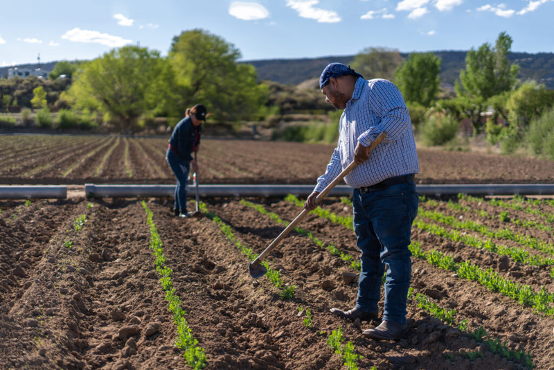Farmers, food banks decry program loss