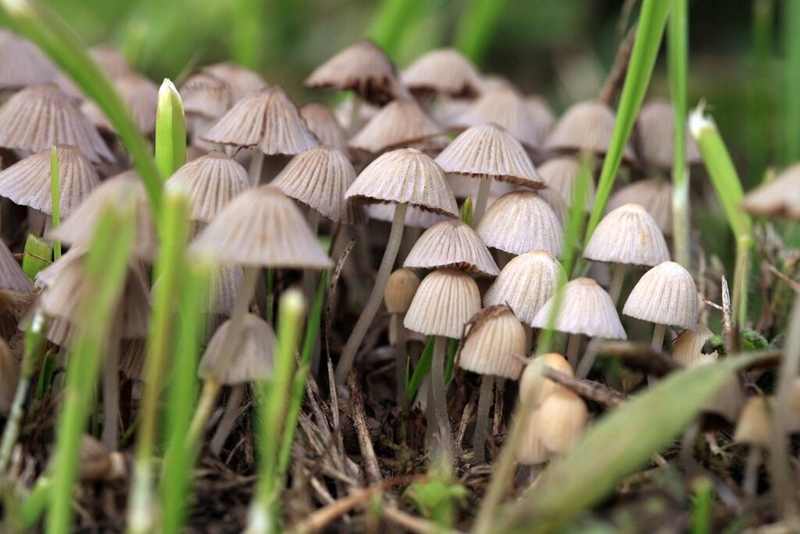 New Mexico psilocybin program opens permitting applications for psychedelic mushroom producers 