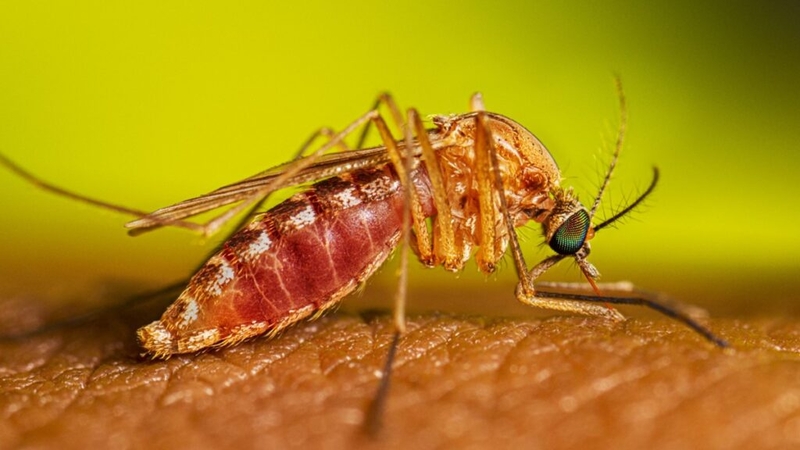 New Mexico health officials warn of possible long ‘mosquito season,’ West Nile Virus risk