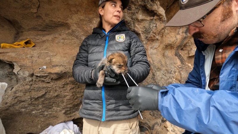 Politics and fear fuel the fight over the Mexican gray wolf