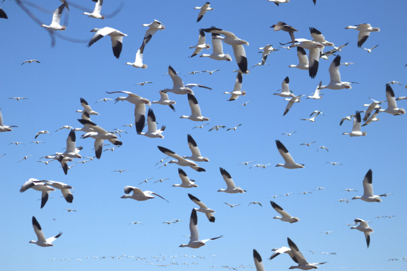Future drought will likely change large migratory bird patterns to New Mexico