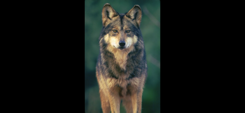 Mexican gray wolf ‘Taylor’ crosses I-40 for the third time