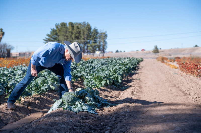 Drought prompts federal agency to offer emergency loans to New Mexico farmers