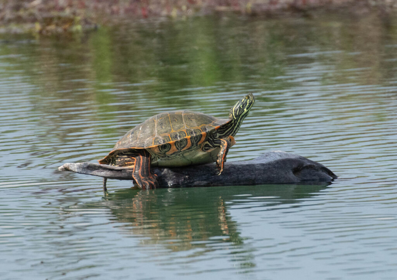 Conservation group sues federal government to protect Rio Grande turtle
