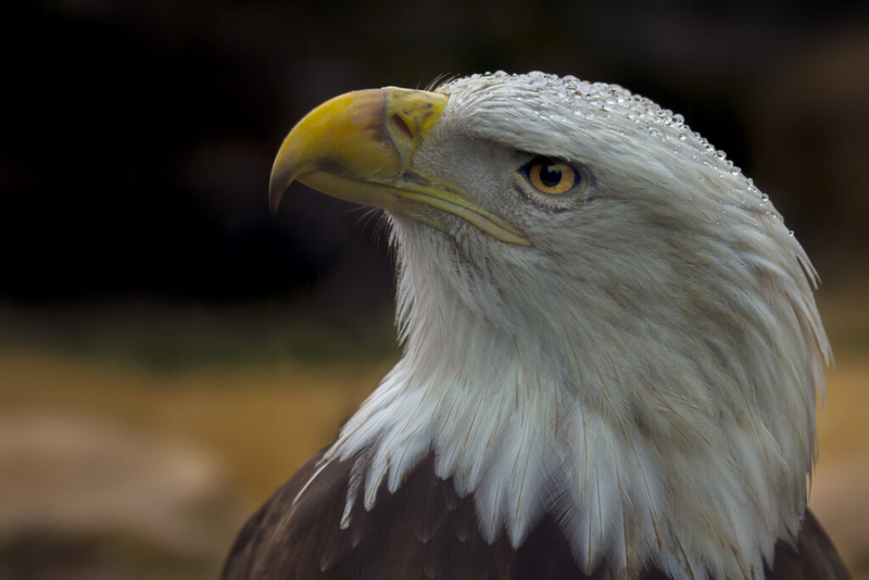 New Mexico begins review of threatened and endangered species | News ...