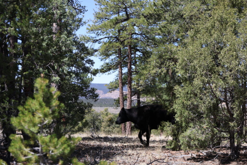 New Mexico delegation introduces bill to ban uranium mining in Chama Watershed