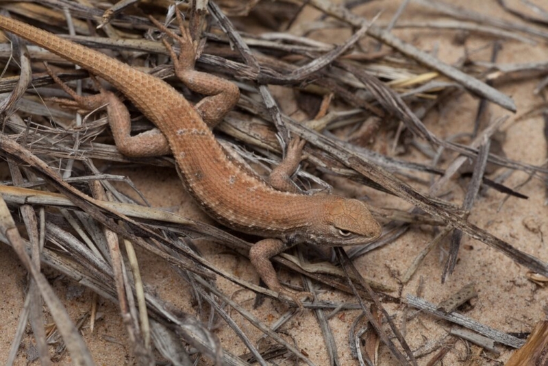 The Dunes Sagebrush Lizard: a crisis fueled by big oil