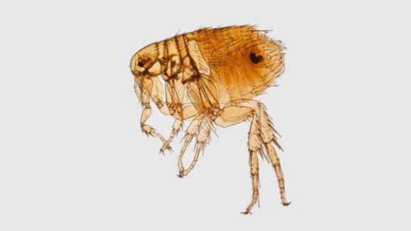 New Mexico reports fatal plague case in Santa Fe County