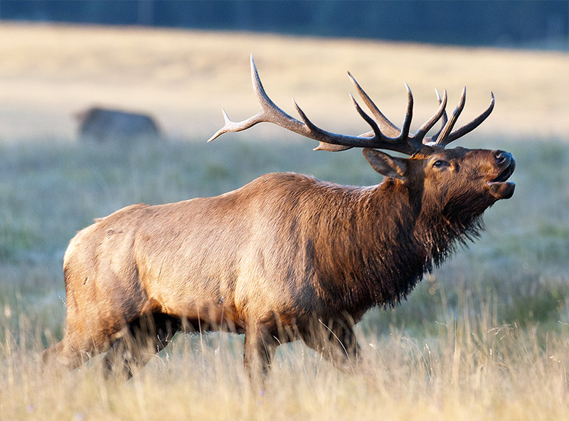 NM Appeals Court sides with state wildlife agency on elk damages in Catron County