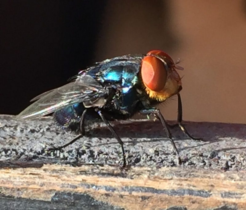 New Mexico state veterinarian says more screwworm cases ‘headed this way’