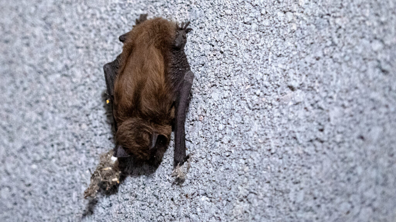 NM health department reports bat with rabies in Sandoval County