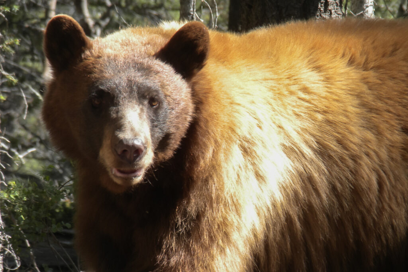 ‘Particularly rough year for bears’; New Mexico sees record-setting year for bear killings