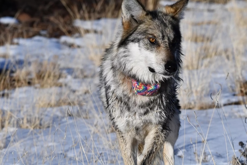 Feds say New Mexico’s lobos are ‘nonessential’