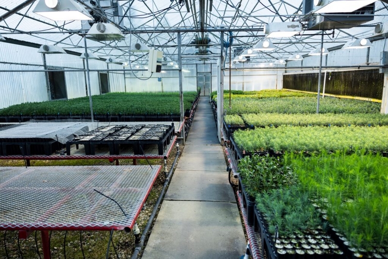 The New Mexico Reforestation Center is a key part of rebuilding New Mexico’s forests