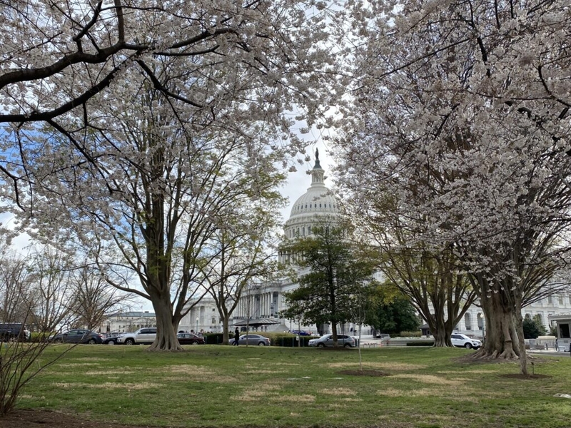 President Taft descendent former Ohio Gov. Bob Taft slams Trump plan to devastate D.C. cherry trees