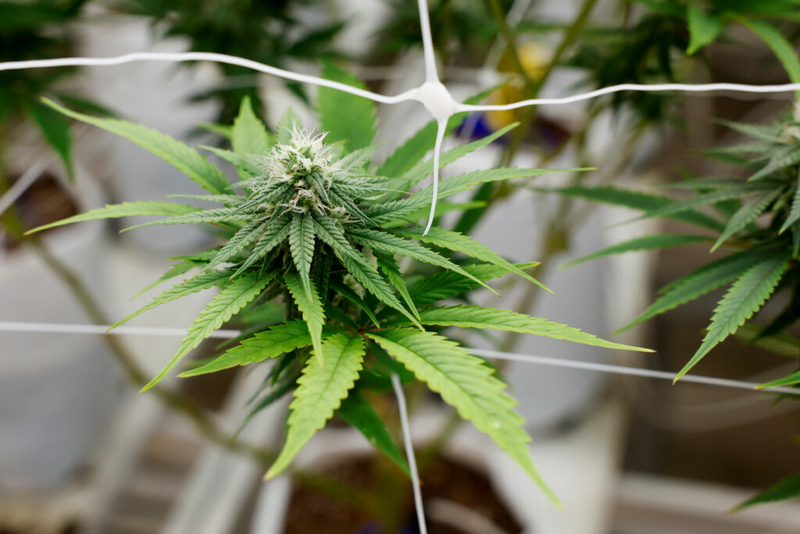 ‘Can I buy marijuana online?’ and more legal weed questions answered