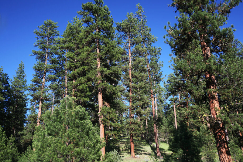 Public invited to comment on plan to possibly triple logging in eastern Oregon national forests