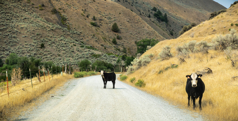 Conservationists sue feds over plan to allow cattle grazing on 24 million western acres
