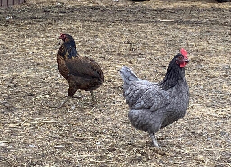 Oregon confirms first human case of bird flu out of Clackamas County 
