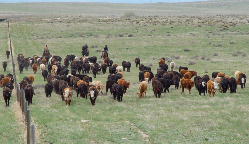 Major overhaul of public lands grazing regulations looks to cut out public involvement