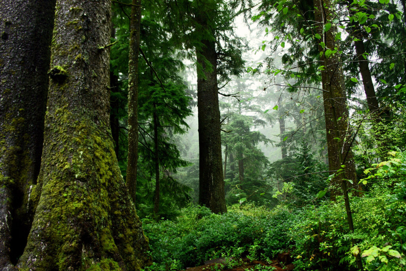 Climate Commission proposes bigger goals for storing planet-warming gas in Oregon lands, waters