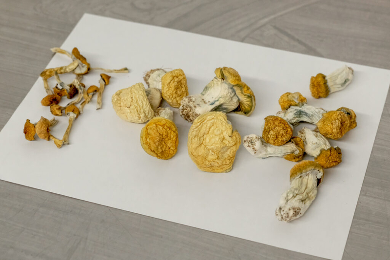 Oregon regulators nix higher fees for psilocybin after industry backlash