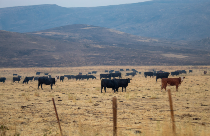 Oregon’s wildlife areas: Managed for livestock? 