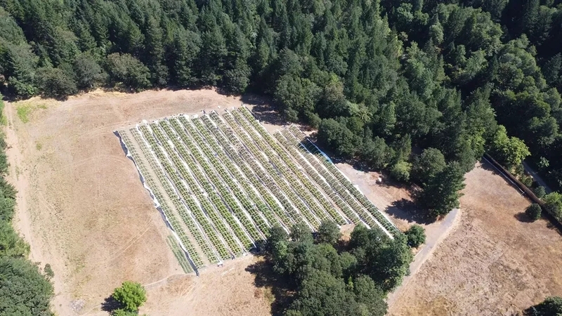 Oregon has spent $46 million fighting black market cannabis. Officials can’t tell if it’s working